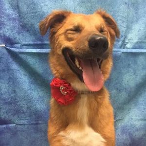 Meet your Posher, Dani